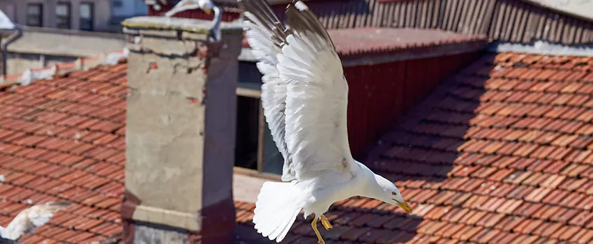 Residential Chimney Animal Removal Solution in Frisco, TX